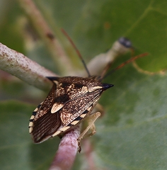 Oechalia schellenbergii