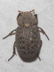 Omorgus suberosus