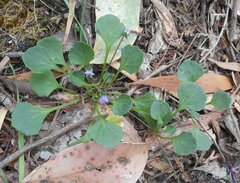 Viola sieberiana