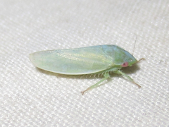Planipona delta