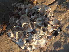 Ostreoidea