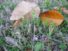 Cruciata pedemontana