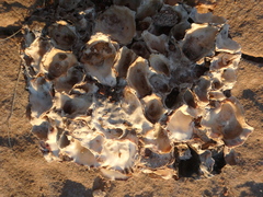 Ostreoidea