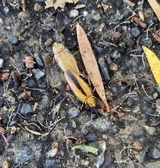 Balta bicolor