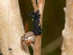 Septobasidium clelandii