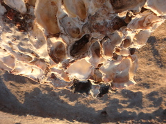 Ostreoidea