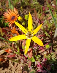 Pauridia linearis