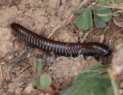 Ommatoiulus rutilans