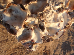 Ostreoidea