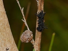 Septobasidium clelandii