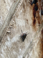 Eurymeloides lineata