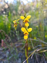 Diuris brevifolia
