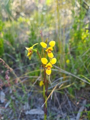 Diuris brevifolia