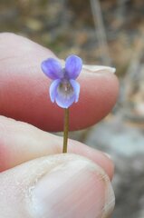 Viola sieberiana
