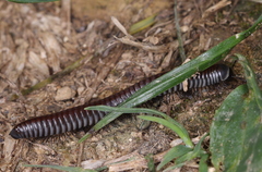 Ommatoiulus rutilans