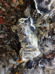 Saccostrea cuccullata