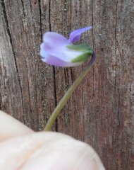 Viola sieberiana