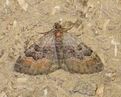 Xanthorhoe quadrifasiata