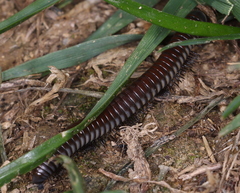 Ommatoiulus rutilans