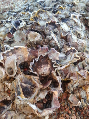 Saccostrea cuccullata