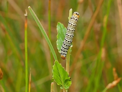 Phalaenoides tristifica