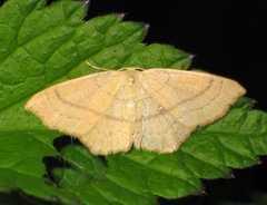 Cyclophora linearia