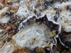 Saccostrea cuccullata