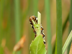 Phalaenoides tristifica