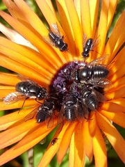 Megapalpus capensis
