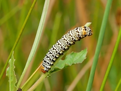 Phalaenoides tristifica