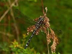 Eusynthemis brevistyla