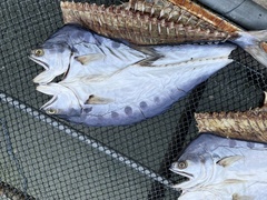 Scomberoides commersonnianus