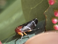 Eurymeloides bicincta