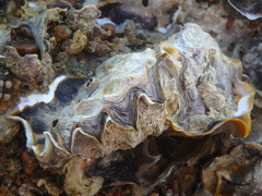 Amphibalanus amphitrite