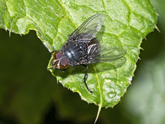 Calliphora splendens