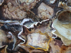 Amphibalanus amphitrite