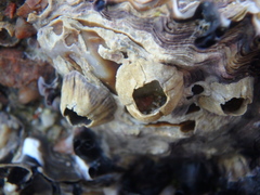 Amphibalanus amphitrite