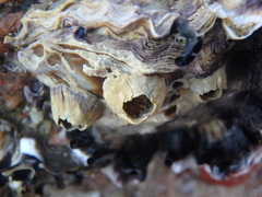 Amphibalanus amphitrite