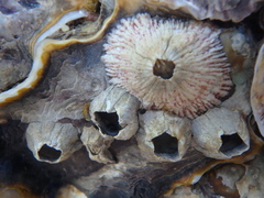 Amphibalanus amphitrite