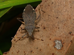 Gelonus tasmanicus