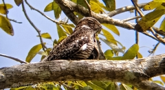 Chordeiles gundlachii