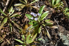 Globularia amygdalifolia