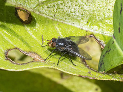 Calliphora splendens