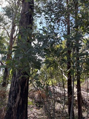 Acacia obliquinervia