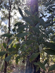 Acacia obliquinervia