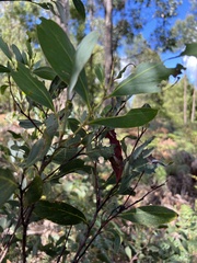 Acacia obliquinervia