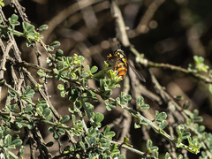 Chrysotoxum triarcuatum