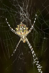 Argiope lobata