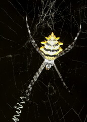 Argiope lobata