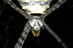 Argiope lobata